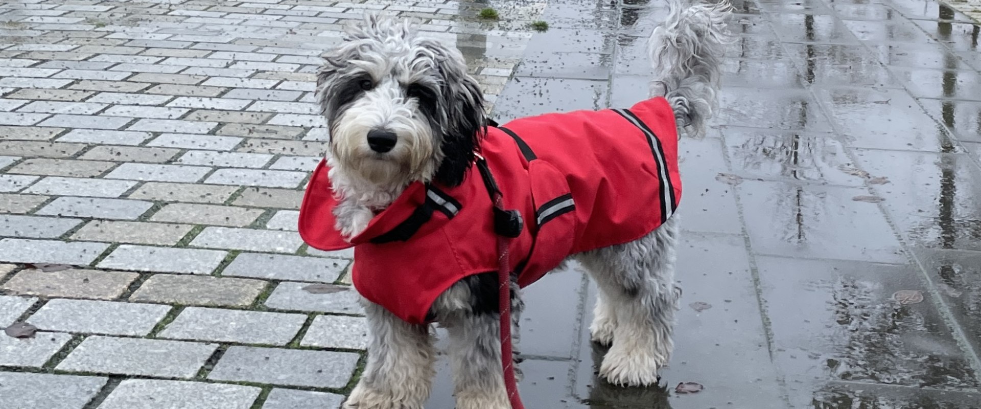 Op welke temperatuur moeten honden een jas dragen?