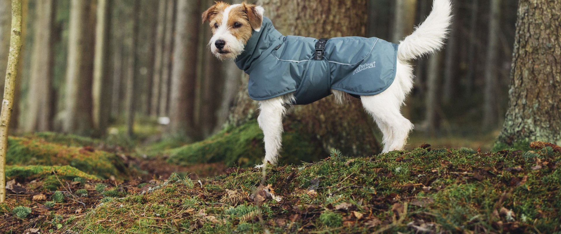 Welke temperatuur heeft de hond een jas nodig?