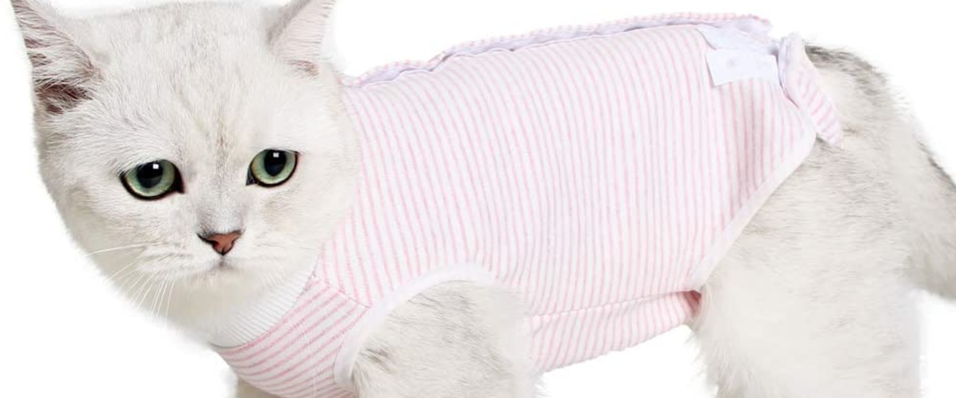 Is kleding ongemakkelijk voor katten?