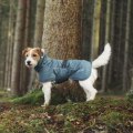 Moeten honden jassen dragen bij koud weer?