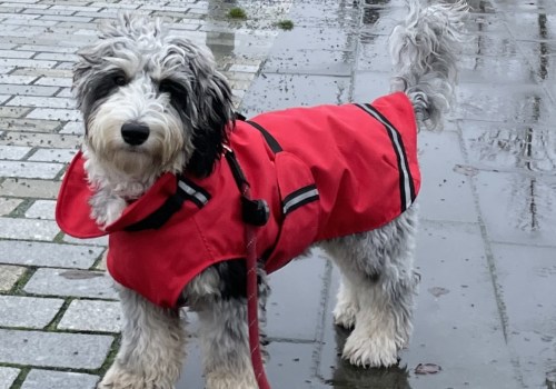 Op welke temperatuur moeten honden een jas dragen?