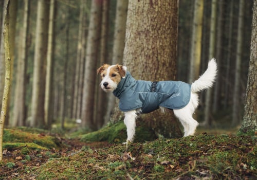 Welke temperatuur heeft de hond een jas nodig?